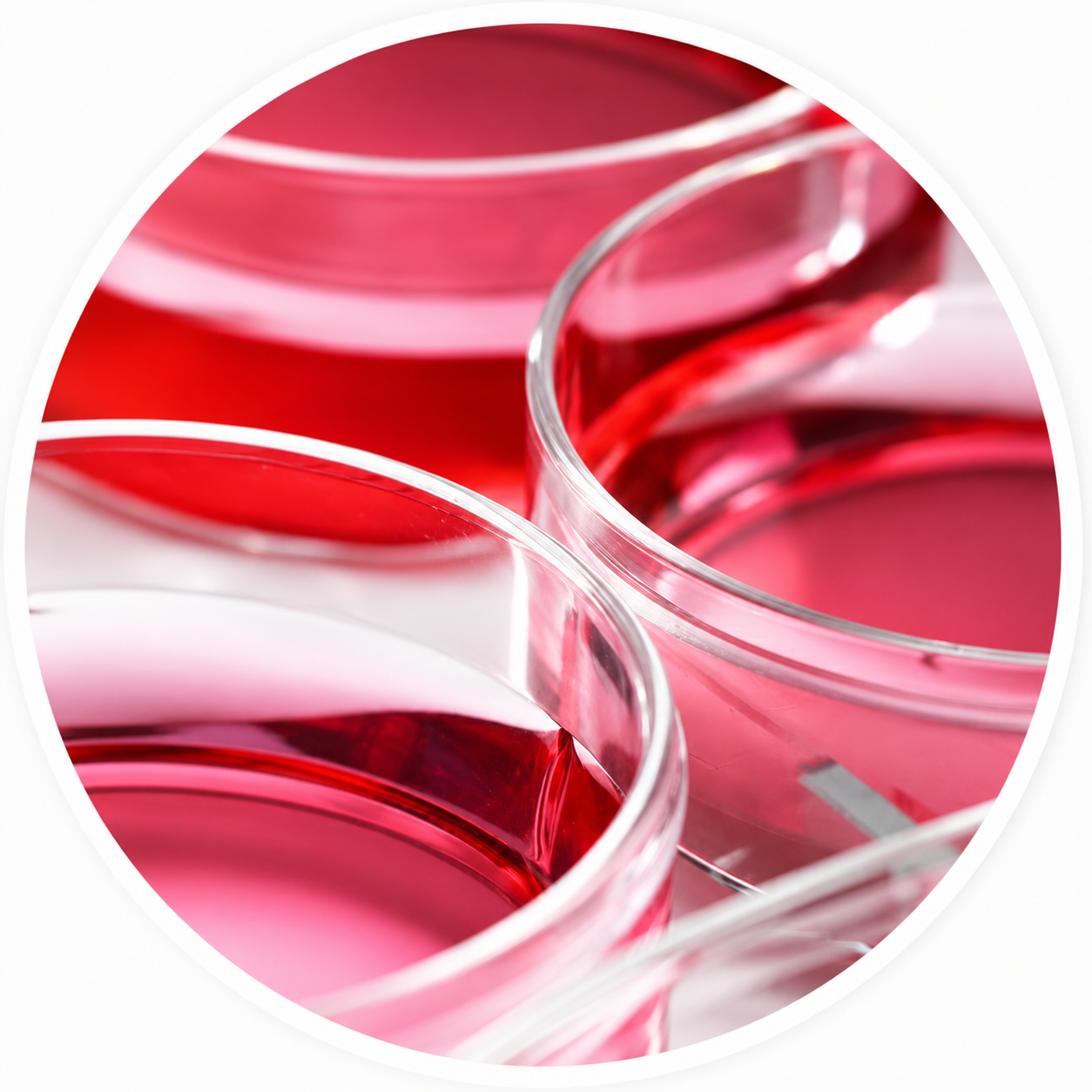 In Vivo Protein Expression