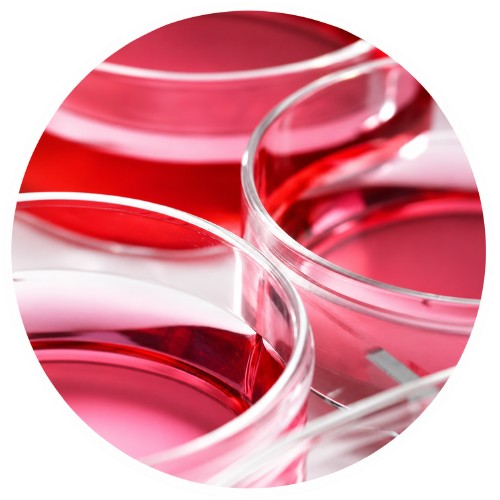 In Vivo Protein Expression